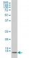 ATOX1 Antibody (monoclonal) (M01)
